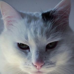 Meet your Posher, Macii